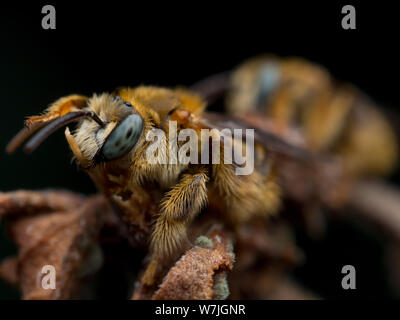 Brasilianische native Bienen aus der Gattung Exomalopsis schlafen mit Kiefer zu einer Anlage Stiel, in einem tropischen Garten Stockfoto