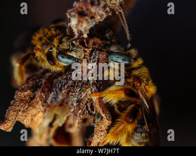 Brasilianische native Bienen aus der Gattung Exomalopsis schlafen mit Kiefer zu einer Anlage Stiel, in einem tropischen Garten Stockfoto