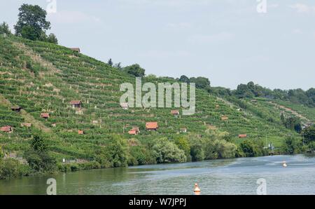 Stuttgart, Deutschland. 25. Juli, 2019. Über dem Neckar, die Weinberge Aufstieg in den steilen Hang des Mühlhausen Bezirk. (Dpa: "Weinbau an steilen Hängen: harte Arbeit für Winzer Raith') Quelle: Thomas Kienzle/dpa/Alamy leben Nachrichten Stockfoto