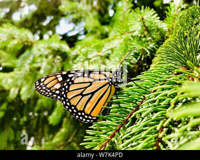 Monarch Butterfly schließen bis orange und schwarz fliegende Tier Stockfoto