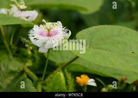 Passiflora foetida Blume blühen in das Feld Stockfoto