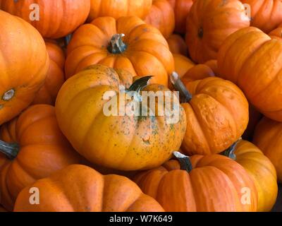 Kürbisse Herbst Herbst Danksagung Hintergrund Stockfoto