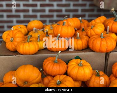 Mini Kürbisse Herbst Herbst Danksagung Hintergrund Stockfoto