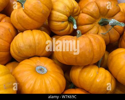 Kürbisse Herbst Herbst Danksagung Hintergrund Stockfoto