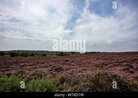 Die lila Heidekraut auf Dunwich Heath Suffolk UK Stockfoto