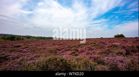 Die lila Heidekraut auf Dunwich Heath Suffolk UK Stockfoto