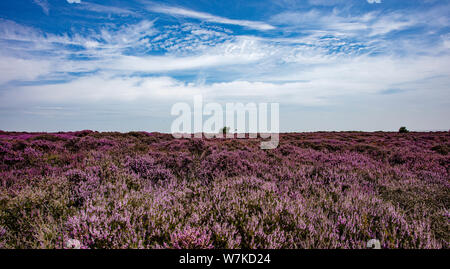 Die lila Heidekraut auf Dunwich Heath Suffolk UK Stockfoto