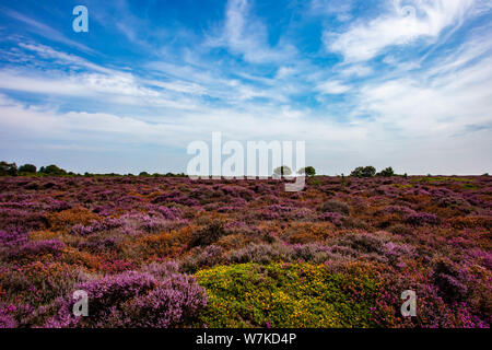 Die lila Heidekraut auf Dunwich Heath Suffolk UK Stockfoto