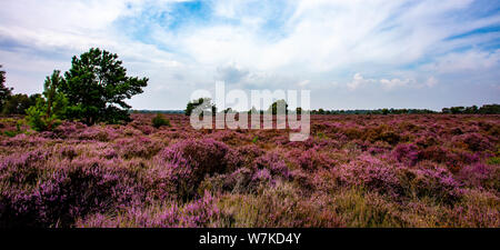 Die lila Heidekraut auf Dunwich Heath Suffolk UK Stockfoto