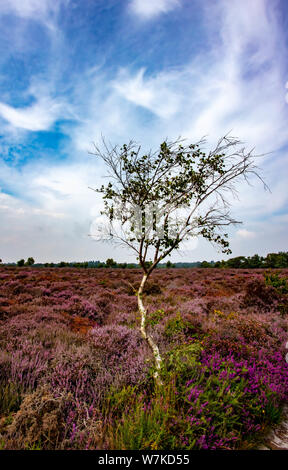 Die lila Heidekraut auf Dunwich Heath Suffolk UK Stockfoto