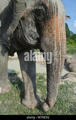 Foto bei Krabi Elephant Sanctuary in Krabi, Thailand aufgenommen. Wandern mit Elefanten und beobachten Sie ein Schlammbad. Stockfoto