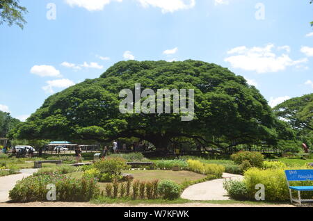 Eine 200 Jahre alte Raintree oder Monkey Pod Baum. Bild in Kanchanaburi in Thailand aufgenommen. Es ist eine beliebte Touristenattraktion. Stockfoto