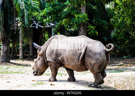 Portrait von niedlichen männliche Stier Rhino oder Nashorn. Das Konzept der Tiere im Zoo Stockfoto