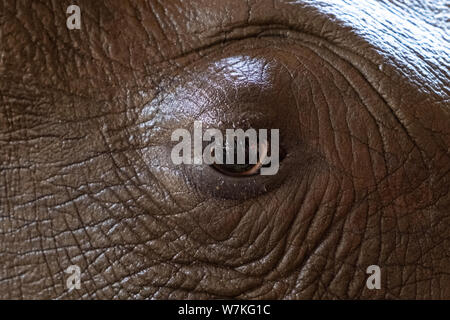 Auge Rhino. Textur. Konzept der Tiere im Zoo. Stockfoto