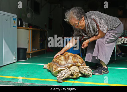 83-jährige chinesische Frau Hao Yulan kümmert sich um ihre riesigen Haustier Schildkröte in Changchun, im Nordosten Chinas in der Provinz Jilin, 22. August 2017. Stockfoto