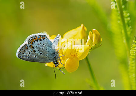 Gemeinsame blauer Schmetterling auf Bird's-foot trefoils Stockfoto