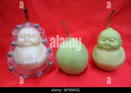 Ein Chinesischer Bauer Zeigt Geerntet Buddha Formige Birnen An Seinem Obstgarten In Einem Dorf Von Santarem Stadt Grafschaft Weixian Handan Stadt In Nordchina Hebei Pr Stockfotografie Alamy