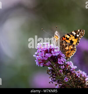 Painted Lady auf Schmetterling lila Stockfoto