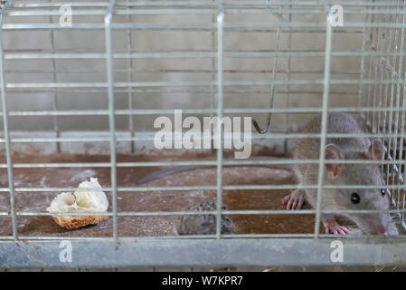 Graue Ratte gefangen in einem Käfig aus Metall Stockfoto