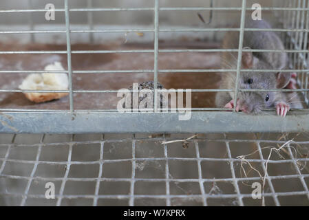 Graue Ratte gefangen in einem Käfig aus Metall Stockfoto