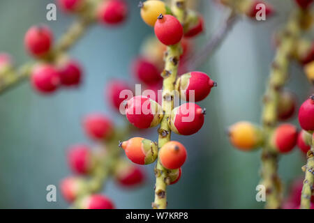 Die Früchte der Pflanze Caryota mitis Close-up in natürlichem Licht. Thailand. Stockfoto