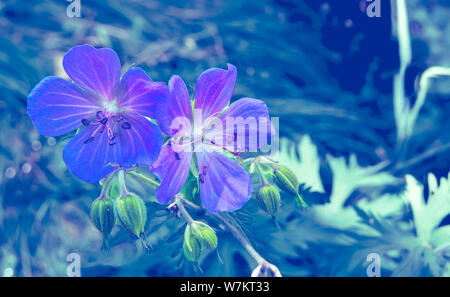 Blumen von Polemonium caeruleum Blau - Heilpflanze näher verschwommen und getönten Hintergrund. Mehrjährig winterfest Heilpflanze bekannt auch als J Stockfoto