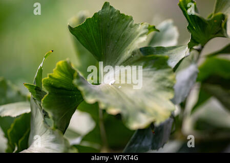 Grüne Blätter der Pflanze Caryota mitis Close-up in natürlichem Licht. Stockfoto