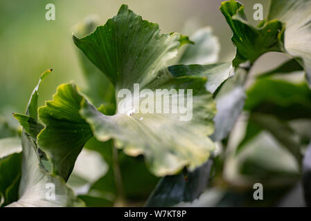 Grüne Blätter der Pflanze Caryota mitis Close-up in natürlichem Licht. Stockfoto