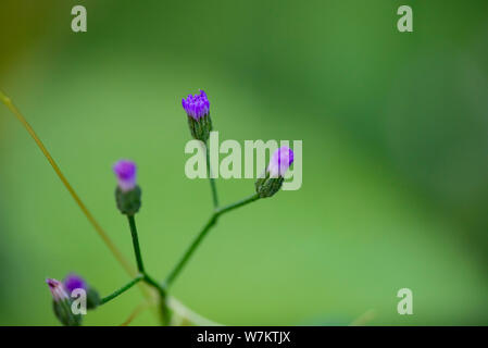 Nahaufnahme der kleine lila Blumen der Vernonia Anlage. Thailand. Stockfoto