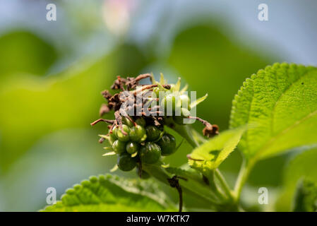 Der ungeöffneten Blüte der Pflanze Lantana camara Close-up in natürlichem Licht. Thailand. Stockfoto