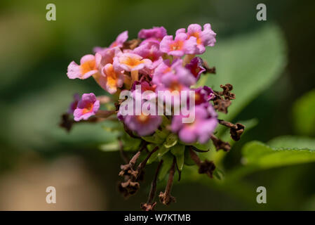 Mehrfarbige Blüten der Pflanze Lantana close-up in natürlichem Licht. Thailand. Stockfoto