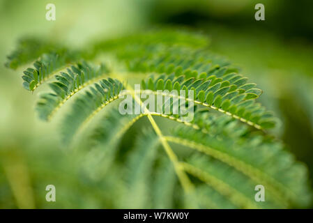 Grüne Blätter der Tamarinde close-up in natürlichem Licht. Thailand, Koh Chang. Stockfoto