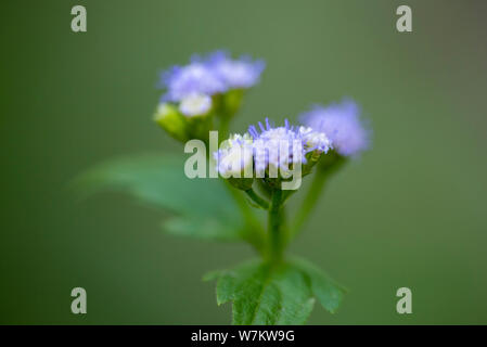 Nahaufnahme der kleine lila Blumen der Vernonia Anlage. Thailand. Stockfoto