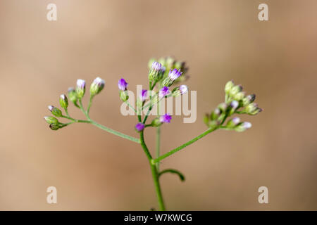 Nahaufnahme der kleine lila Blumen der Vernonia Anlage. Thailand. Stockfoto