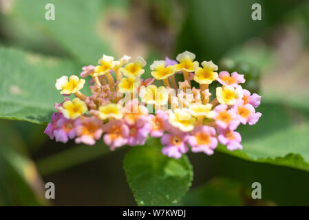 Mehrfarbige Blüten der Pflanze Lantana close-up in natürlichem Licht. Thailand. Stockfoto