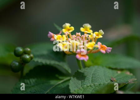 Mehrfarbige Blüten der Pflanze Lantana close-up in natürlichem Licht. Thailand. Stockfoto