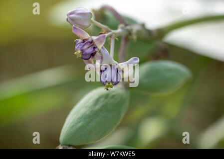 Calotropis Anlage close-up in natürlichem Licht. Thailand. Stockfoto