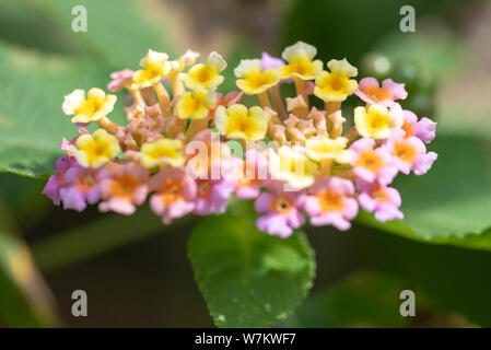 Mehrfarbige Blüten der Pflanze Lantana close-up in natürlichem Licht. Thailand. Stockfoto