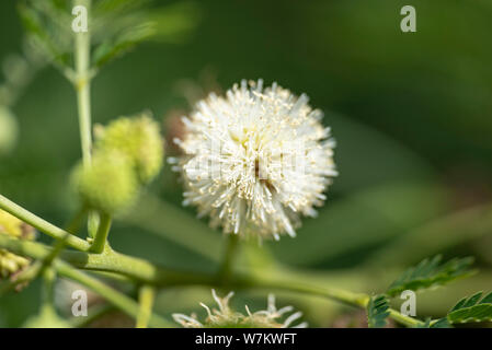 Blüten der Pflanze Mimosa aculeaticarpa Close-up in natürlichem Licht. Thailand. Stockfoto