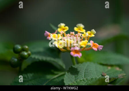 Mehrfarbige Blüten der Pflanze Lantana close-up in natürlichem Licht. Thailand. Stockfoto