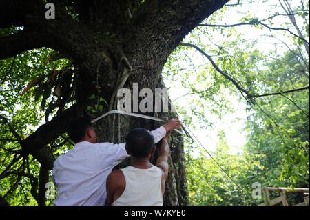 Chinesischen Dörfern messen Sie den Umfang des alten Baum mit zwei Arten - wild Persimmon und Birne an der Tujia und Miao Youyang autonomen Grafschaft in C Stockfoto