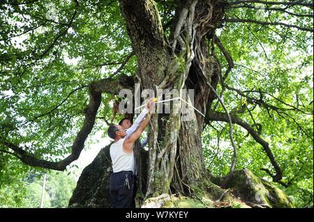 Chinesischen Dörfern messen Sie den Umfang des alten Baum mit zwei Arten - wild Persimmon und Birne an der Tujia und Miao Youyang autonomen Grafschaft in C Stockfoto