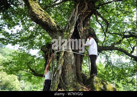 Chinesischen Dörfern messen Sie den Umfang des alten Baum mit zwei Arten - wild Persimmon und Birne an der Tujia und Miao Youyang autonomen Grafschaft in C Stockfoto