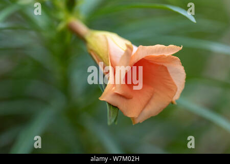 Thevetia rubro (Cascabela thevetia) - Orange Bud, close-up. Thailand, Koh Chang Insel. Stockfoto