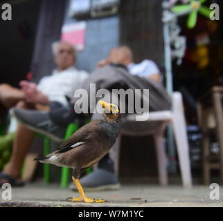 Die smart Crested myna hilft seinen Besitzer mit dem Zunamen Chen verkaufen Zeitung abgebildet ist an einem Kiosk in Qionghai City, South China Hainan Provinz Stockfoto