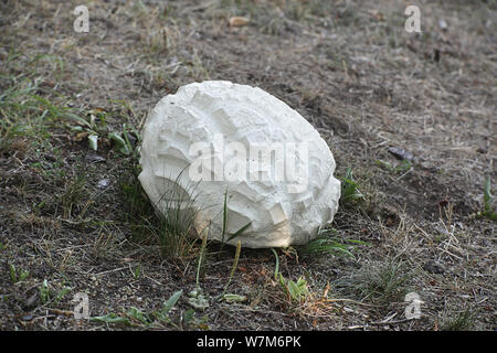 Calvatia gigantea, allgemein bekannt als die riesigen puffball, wild wachsenden in Finnland Stockfoto