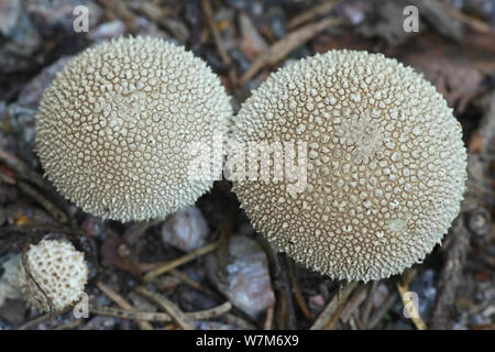 Lycoperdon perlatum, im Volksmund bekannt als die gemeinsame Puffball, warted Puffball, Edelstein - verzierte puffball oder des Teufels Schnupftabak-Box Stockfoto