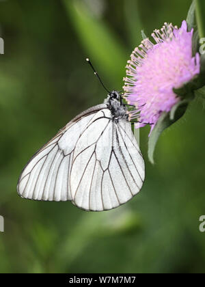 Aporie crataegi, bekannt als die schwarz-weiße geädert, Fütterung auf Feld-witwenblume, Knautia arvensis Stockfoto