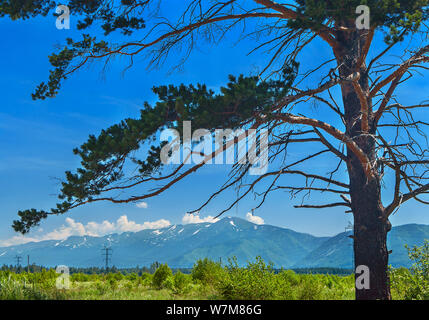 Pine Tree Trunk und Zweige, Highland Valley, Power Line, Blauer Himmel und weiße Wolken über den Bergen an einem sonnigen Sommertag. Ivanovskiy Khrebet Kante, EIN Stockfoto