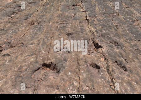 Blick auf die Fußabdrücke von Dinosauriern der sauropoden Dinosaurier aus der frühen Kreidezeit in Maotai Stadt Guiyang, Provinz Guizhou im Südwesten Chinas, 21 Au Stockfoto